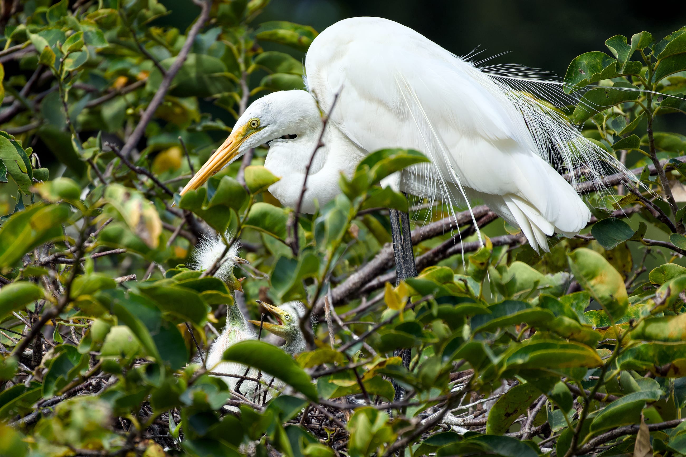 Egrets at Home